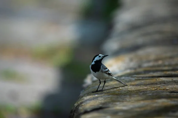 Ptačí pták v těsné blízkosti obývací země příroda divoká — Stock fotografie