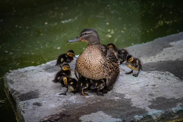 Little duckling sitting with mom female duck