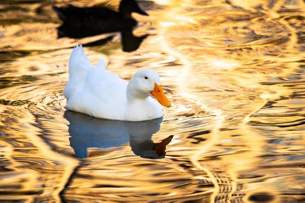 Gouden water reflectie zeldzame witte eend vogels — Stockfoto