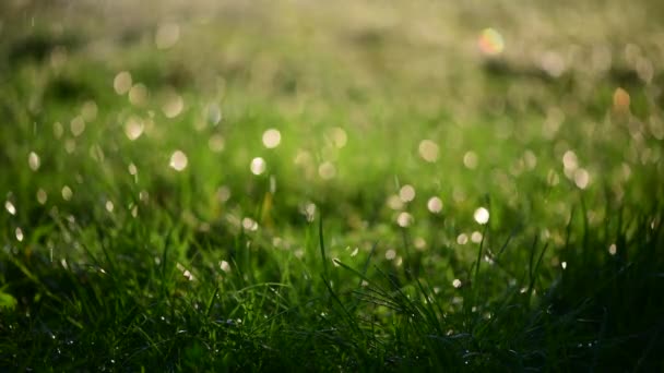 Erba Verde Sotto Gocce Acqua Sole Giorno Luce Primo Piano — Video Stock