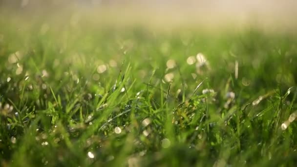 Grama Verde Sob Água Gotas Sol Dia Luz Perto Vídeo — Vídeo de Stock