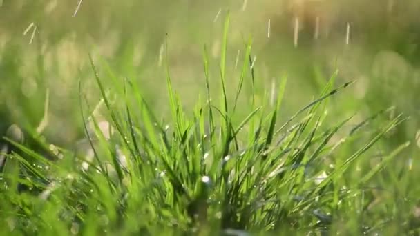 Grama Verde Sob Água Gotas Sol Dia Luz Perto Vídeo — Vídeo de Stock