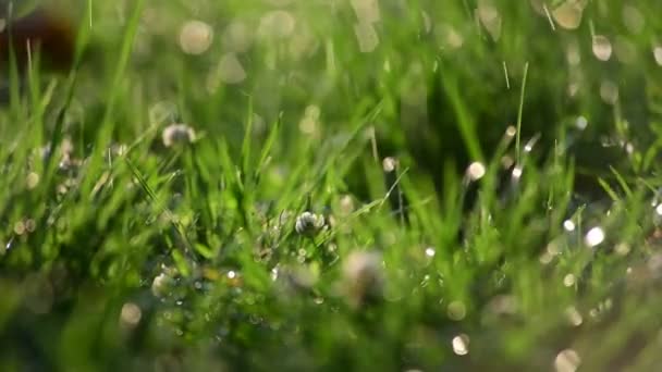 Зеленая Трава Водой Капает Дневной Свет Солнца Крупным Планом Видео — стоковое видео