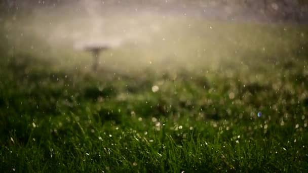 Зелена Трава Під Водою Падає Сонячне Світло День Крупним Планом — стокове відео