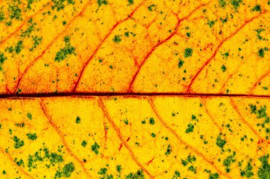 Renk sonbahar yaprağı yeşil kırmızı turuncu sanat soyut