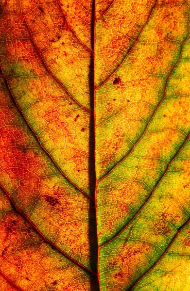 Цветной осенний лист зеленый красный оранжевый абстракт искусства — стоковое фото
