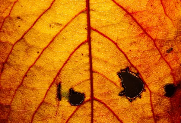 Цветной осенний лист зеленый красный оранжевый абстракт искусства — стоковое фото
