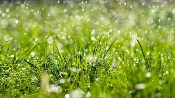 Su altında yeşil çim güneş günü ışık yakın düşer