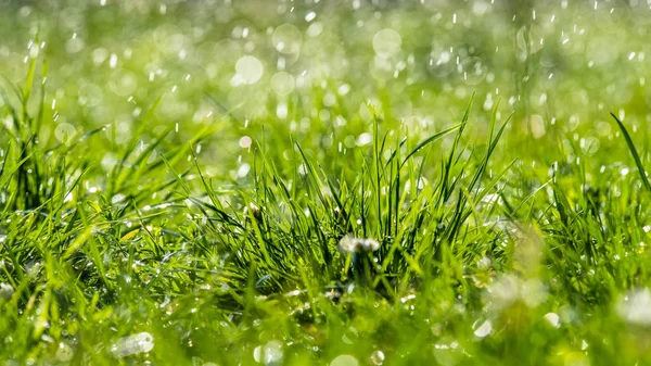 Su altında yeşil çim güneş günü ışık yakın düşer