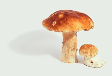 Boletus edulis kral bolete beyaz arka plan üzerinde izole yakın porcini gıda kadar