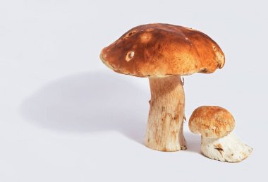 Boletus edulis kral bolete beyaz arka plan üzerinde izole yakın porcini gıda kadar