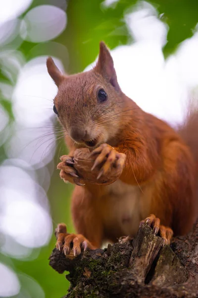 Sincap sonbahar ağacı doğa hayvan vahşi yaşam hayatta 