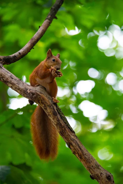 Esquilo Outono Árvore Natureza Animal Vida Selvagem Sobreviver — Fotografia de Stock