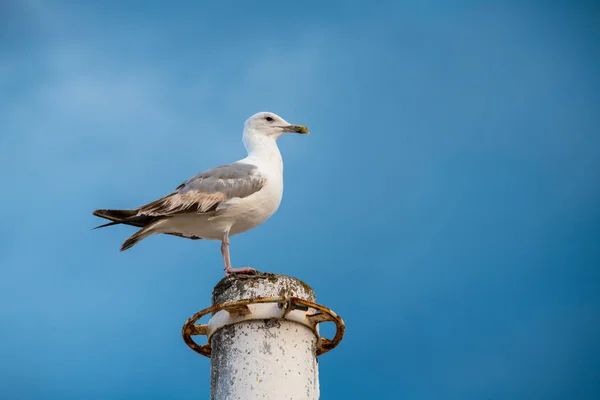 Pěkný Velký Racek Mořském Pobřeží Přírodní Ptáci Fauna Letní Dovolená — Stock fotografie