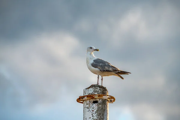 Mooie Grote Zeemeeuw Zee Kust Natuur Vogels Fauna Zomer Vakantie — Stockfoto