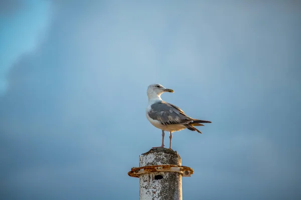 Niza Gran Gaviota Costa Del Mar Naturaleza Aves Fauna Vacaciones — Foto de Stock
