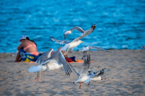 Gaivota Grande Agradável Costa Mar Natureza Pássaros Fauna Férias Verão — Fotografia de Stock