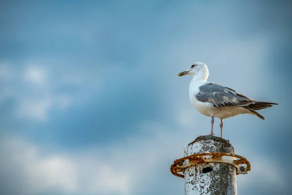 Schöne Große Möwe Der Küste Natur Vögel Fauna Sommerurlaub — Stockfoto