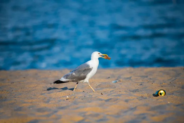 Mooie Grote Zeemeeuw Zee Kust Natuur Vogels Fauna Zomer Vakantie — Stockfoto