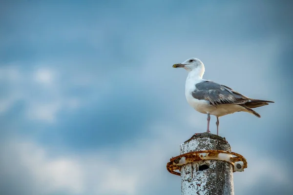 Mooie Grote Zeemeeuw Zee Kust Natuur Vogels Fauna Zomer Vakantie — Stockfoto