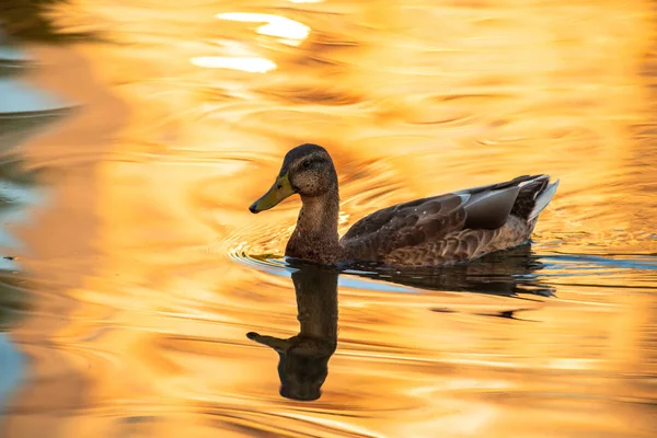 幼鸭在金光水湖自然鸟类野生生命 — 图库照片