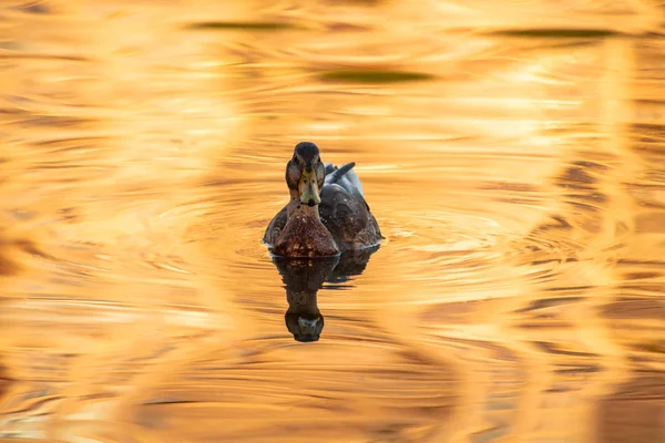 Young duck on golden reflection water lake nature birds wild life