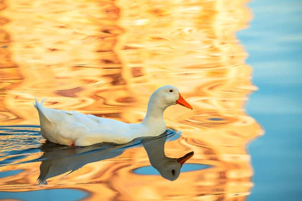 Rare White Duck Mutant Golden Reflection Water Lake Nature Birds — Stock Photo, Image