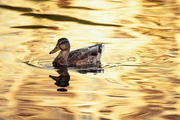 幼鸭在金光水湖自然鸟类野生生命 — 图库照片