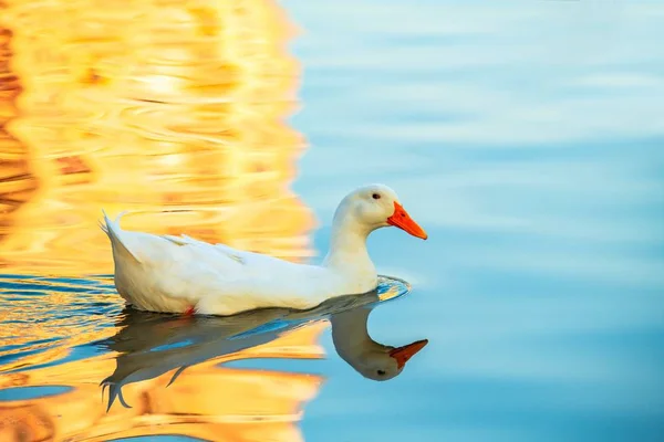 Rare Mutant Canard Blanc Sur Reflet Doré Eau Lac Nature — Photo