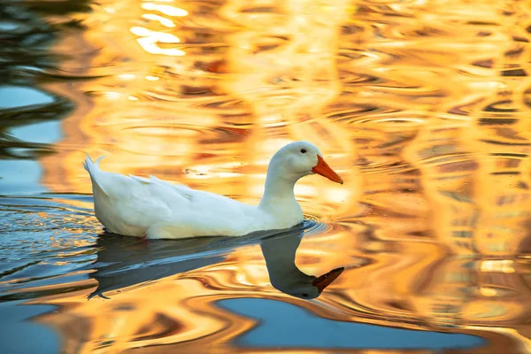 Zeldzame Witte Eend Mutant Gouden Reflectie Water Lake Natuur Vogels — Stockfoto