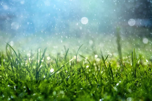 Su altında Yeşil çim güneş gün ışığı yakın bokeh arka plan hava yaz yağmur