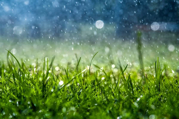 Su altında Yeşil çim güneş gün ışığı yakın bokeh arka plan hava yaz yağmur