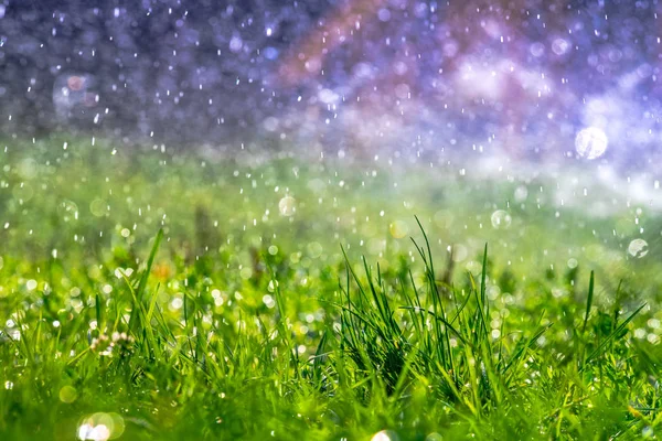 Su altında yeşil çim güneş günü ışığı doğa makro yakın düşer 