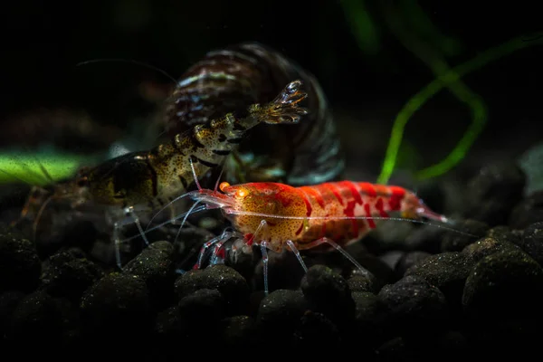 Red Tiger Shrimp Orange Eye Aquarium Freshwater Pets Hobby Nature — Stock Photo, Image