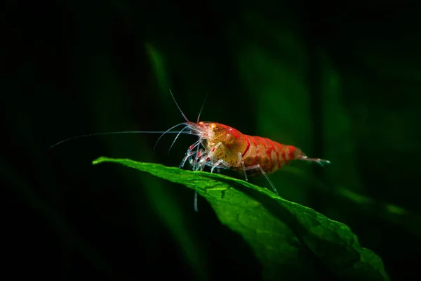 Vermelho Tigre Camarão Laranja Olho Aquário Água Doce Animais Hobby — Fotografia de Stock