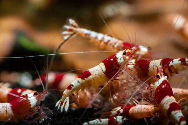 Caridina Cantonesis Crystal Red Garnalen Eten Huisdieren Hobby Aquarium Zoet Stockfoto