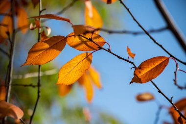 Nice sarı turuncu kırmızı yaprakları doğa arka plan soyut makro sonbahar kadar yakın