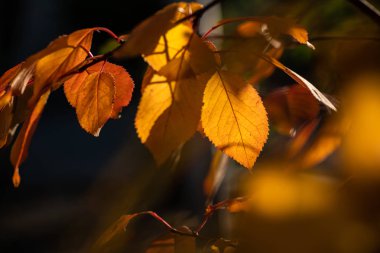 Nice sarı turuncu kırmızı yaprakları doğa arka plan soyut makro sonbahar kadar yakın