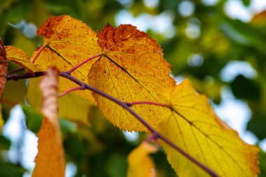 Nice sarı turuncu kırmızı yaprakları doğa arka plan soyut makro sonbahar kadar yakın