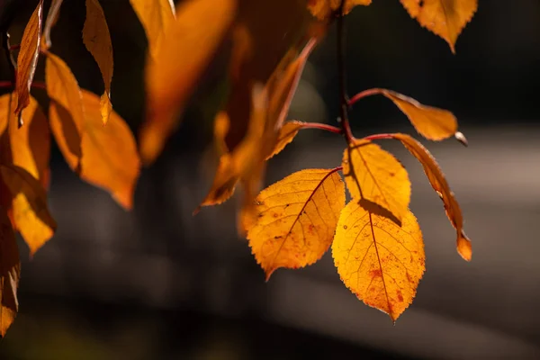 尼斯黄橙红叶自然背景抽象宏观特写秋季 — 图库照片