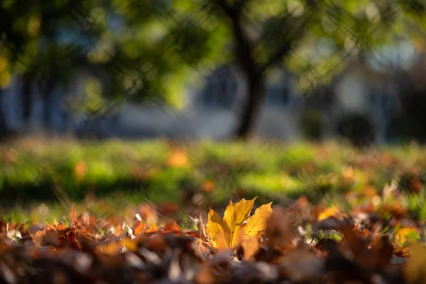 尼斯黄橙红叶自然背景抽象宏观特写秋季 — 图库照片
