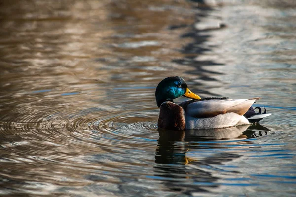 Bonito Pato Joven Sudando Agua Del Lago Azul Naturaleza Aves — Foto de Stock