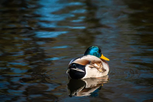 Bonito Pato Joven Sudando Agua Del Lago Azul Naturaleza Aves — Foto de Stock