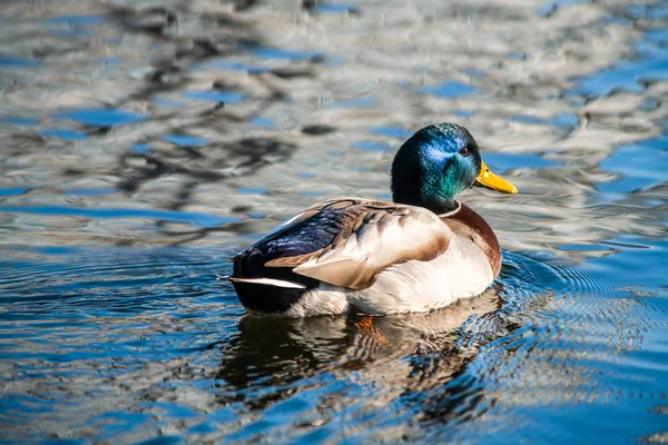 Bonito Pato Joven Sudando Agua Del Lago Azul Naturaleza Aves — Foto de Stock