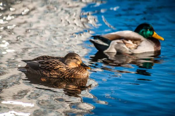 Bonito Pato Joven Sudando Agua Del Lago Azul Naturaleza Aves — Foto de Stock
