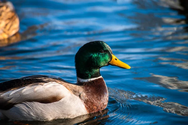 Bonito Pato Joven Sudando Agua Del Lago Azul Naturaleza Aves — Foto de Stock