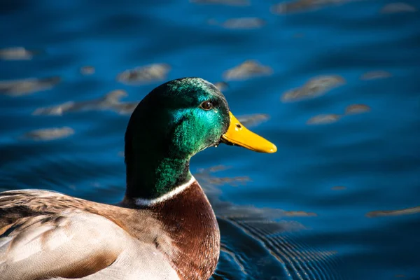 Bonito Pato Joven Sudando Agua Del Lago Azul Naturaleza Aves — Foto de Stock