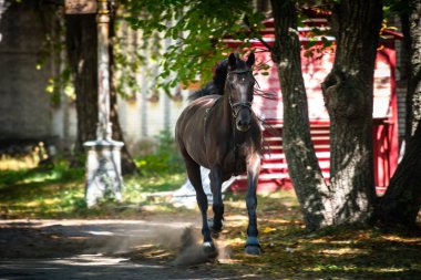 At eğitimi ve doğa açık güneşli gün çalıştırın