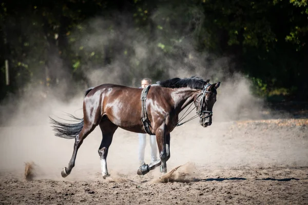 马训练和运行自然户外阳光明媚的日子 — 图库照片