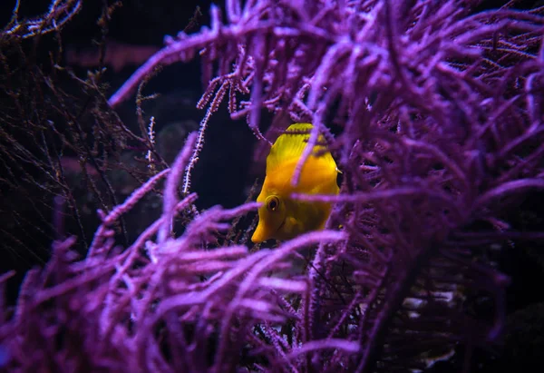 Aquarium Sea Yellow Angel Fish Anemonas Wild Life — Stock Photo, Image